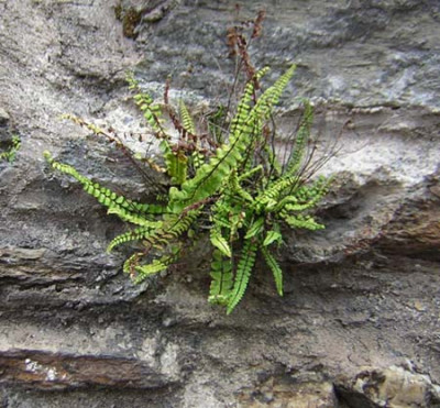 rockfern1.jpg