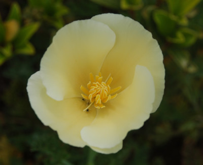 Kalifornischer_Goldmohn_S1_2990_95.jpg