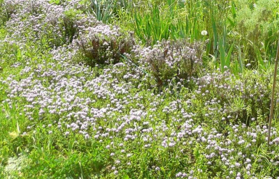 Thymus_longicaulis_P1050500k.JPG