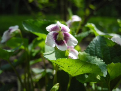 Viola cucculata 'Alice Witter' 2018-04-29 02.JPG