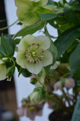Helleborus-Dinah.18-2.jpg