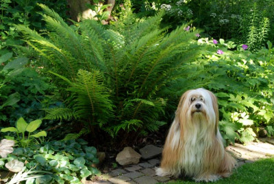 Farn-mit-Wachhund.jpg