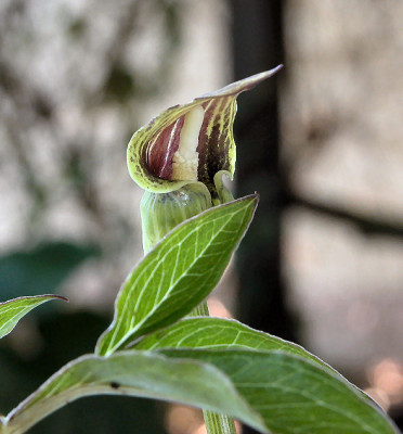 Ari_flavum_abbr._Garhwal.jpg