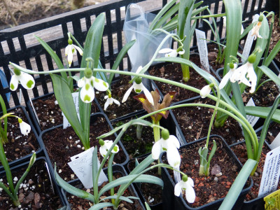 2019-02-25 Galanthus.jpg