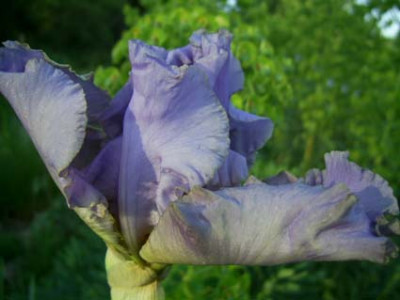 Juhrs_Graublaue_offnet_PIC_0172.JPG