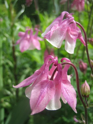 Akelei_rosa-wei_4958_r11.jpg