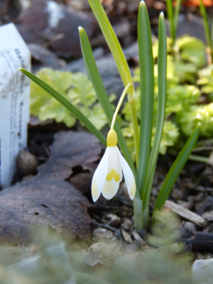 2019-02-25 Galanthus 'Ecusson d'Or'.jpg