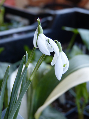 2019-02-24 Galanthus 'Welsh Whiskers'.jpg