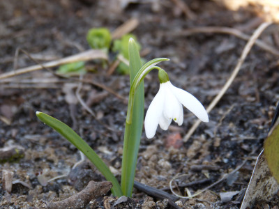 2019-02-25 Galanthus 'Sandhill Gate' 1.jpg