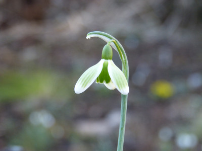 2019-02-15 Galanthus 'Green Tear'.jpg