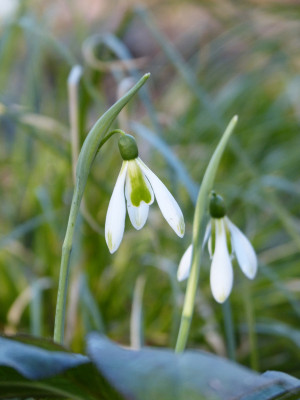 2019-02-25 Galanthus 'Courteen Hall'.jpg