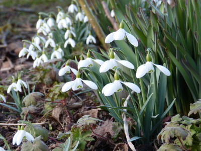 2019-02-25 Galanthus 'Sir Herbert Maxwell'.jpg