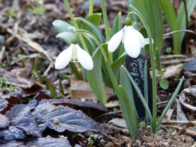 2019-02-25 Galanthus 'Cliff Curtis'.jpg