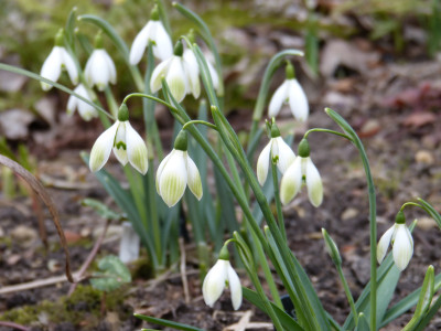 2019-02-21 Galanthus 'Cowhouse Green' 1.jpg