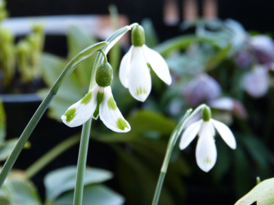 2019-02-24 Galanthus 'Lucy'.jpg