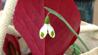 2019-02-23 Galanthus 'Turncoat'.jpg