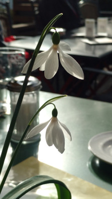 2019-02-23 Galanthus 'Seraph'.jpg