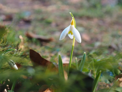 Schwefelfee P2250301.JPG