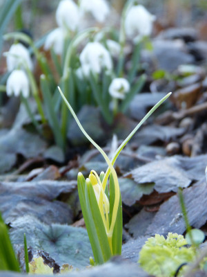 2019-02-16 Galanthus 'Ecusson d'Or'.jpg