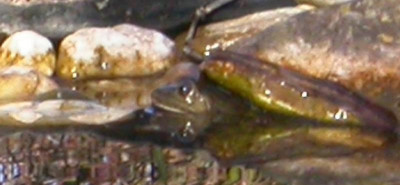 1. Frosch 25.2.19.jpg