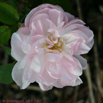 0_Alfred-de-Dalmas-2007-05-18_7585.jpg