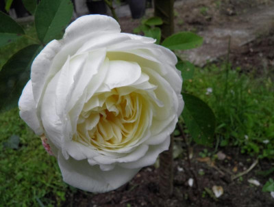 White Blush Bl.JPG