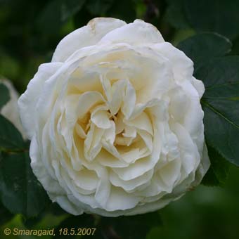 0_Blanca-2007-05-18_7581.jpg