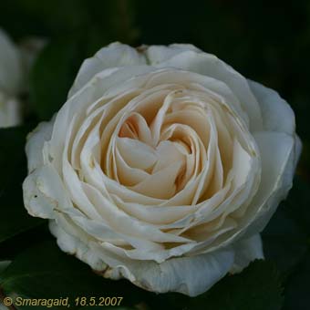 0_Blanca-2007-05-18_7582.jpg