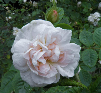 Princesse de Lamballe Alba Mart Bl.JPG