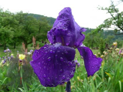 Frau_Himmelmanns_dunkelblaue_DSCN0971.JPG
