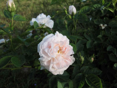 princessebluete014.jpg