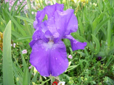 Frau_Himmelmanns_heller_blaue_PIC_0289.JPG