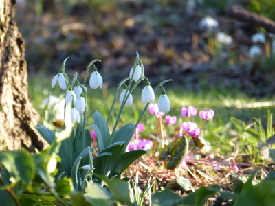 2019-02-14 Gartenimpressionen 5.jpg