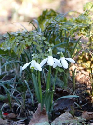 2019-02-15 Gartenimpressionen 3.jpg