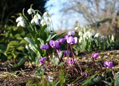 2019-02-15 Gartenimpressionen 4.jpg