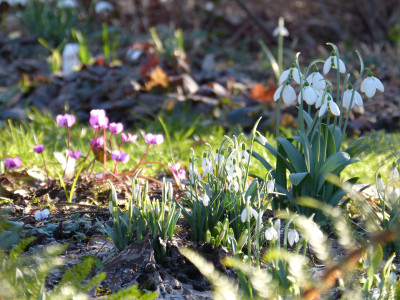 2019-02-15 Gartenimpressionen 8.jpg