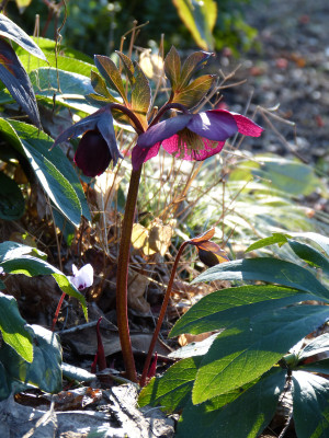 2019-02-16 Gartenimpressionen 1.jpg