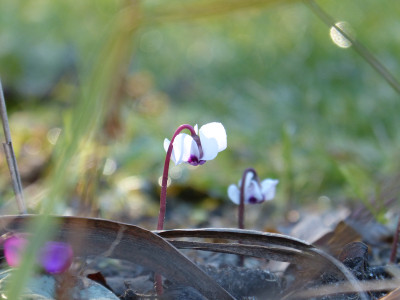 2019-02-16 Gartenimpressionen 4.jpg