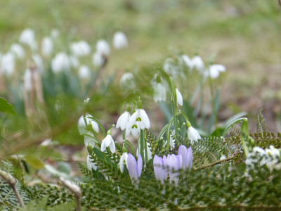 2019-02-21 Gartenimpressionen 3.jpg