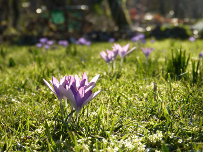 2019-02-25 Crocus tommasinianus.jpg