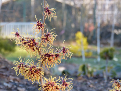 2019-02-14 Hamamelis x intermedia 'Robert'.jpg