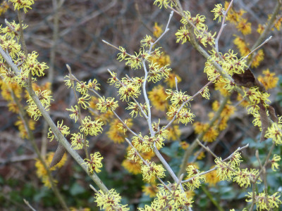 2019-02-20 Hamamelis x intermedia.jpg