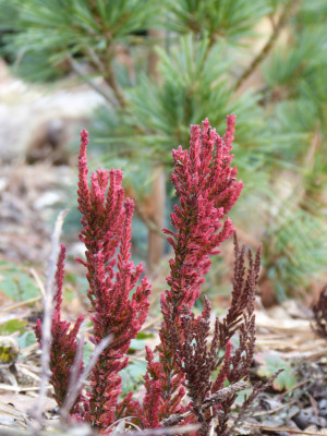 2019-02-20 Calluna vulgaris 'Zoe'.jpg