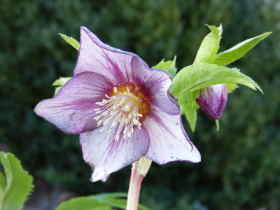 2019-02-25 Helleborus x hybridus.jpg