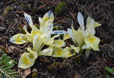 Iris_reticulata-KatherinesGold.19-1.jpg