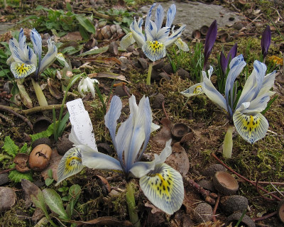 IMG_4891_Iris_Katherine_Hodkins_26Febr2019_.jpg