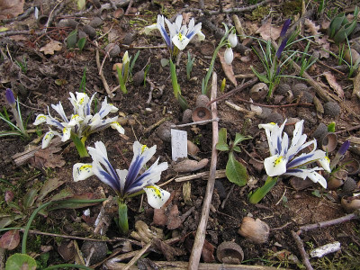 IMG_4906_Iris_Eye_Catcher_26Febr2019_.jpg