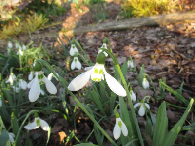 Galanthus elwesii 20190223.JPG