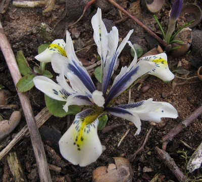 IMG_4903_Iris_Eye_Catcher_26Febr2019_.jpg
