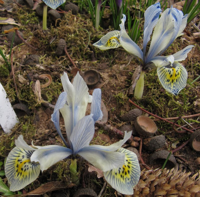 IMG_4892_Iris_Katherine_Hodkins_26Febr2019_.jpg